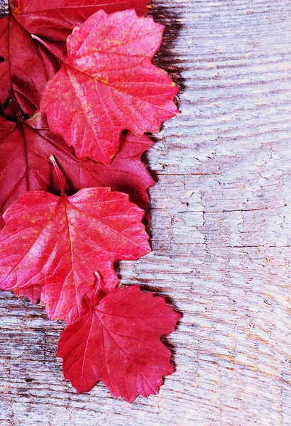 Red leaves — Stock Photo, Image