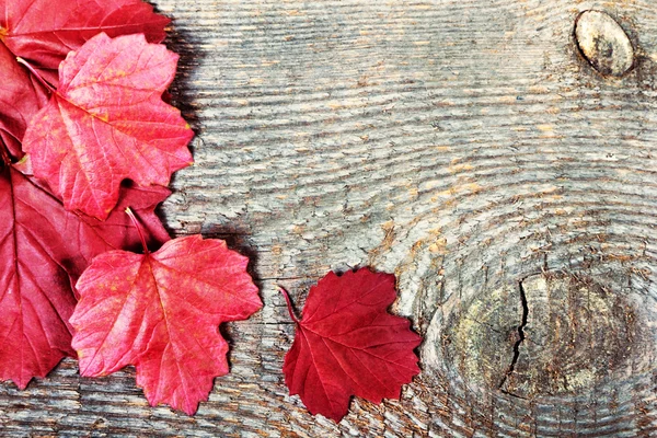 Kırmızı yapraklar — Stok fotoğraf