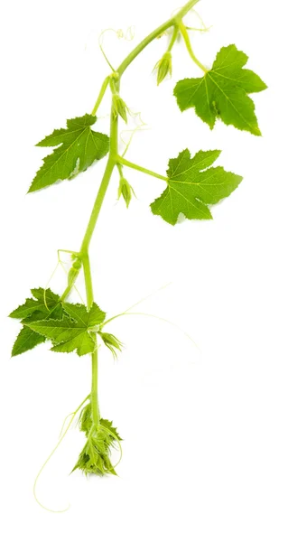 Pumpkins branch — Stock Photo, Image