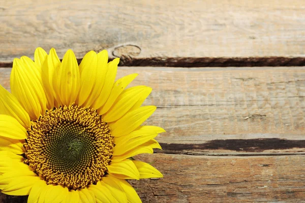 Zonnebloem — Stockfoto