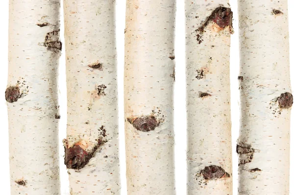 Birch trunks — Stock Photo, Image