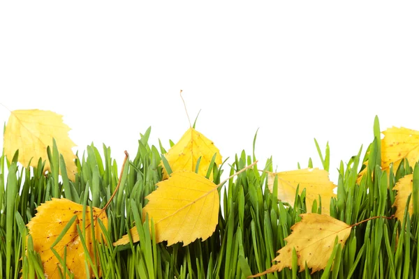 Caduta delle foglie — Foto Stock