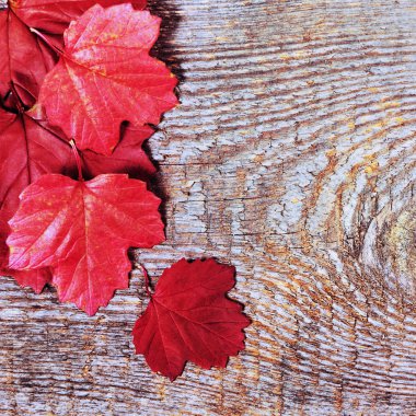 kırmızı yapraklar