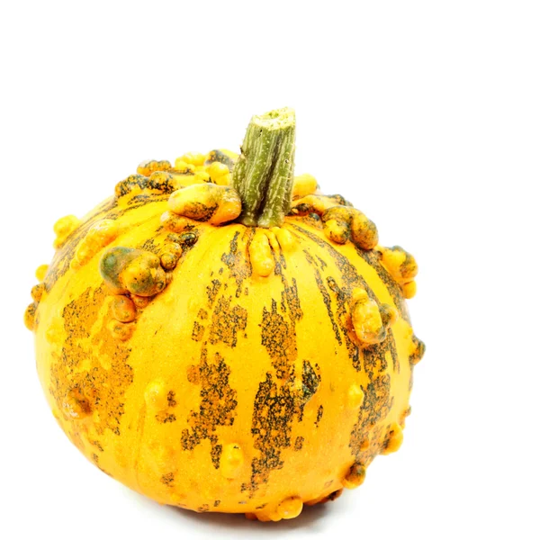 Pumpkin — Stock Photo, Image