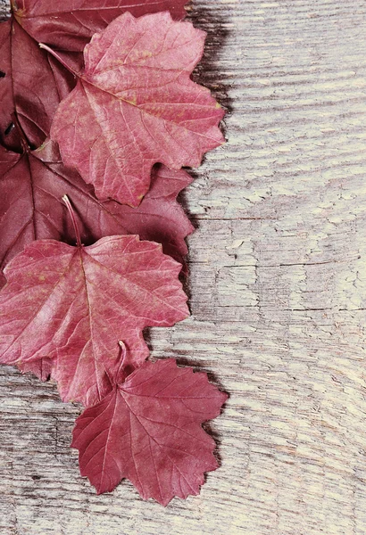 赤い葉 — ストック写真