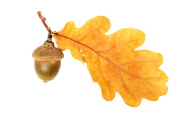 Meşe dalı