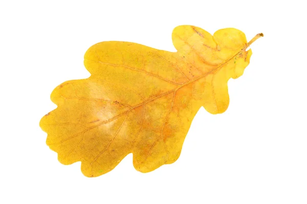 The leaf — Stock Photo, Image