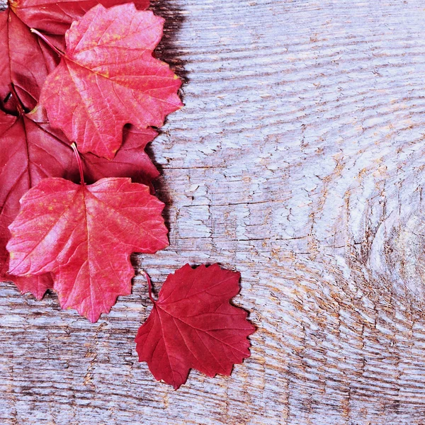 Red leaves — Stock Photo, Image