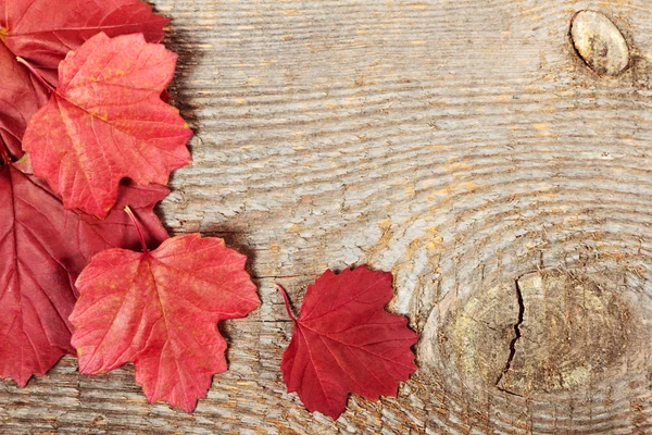 Red leaves — Stock Photo, Image