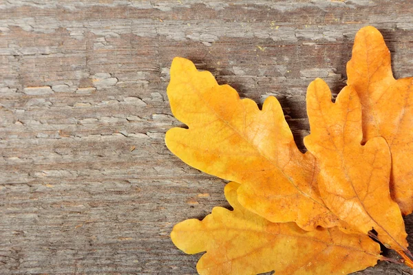 Foglie di quercia — Foto Stock