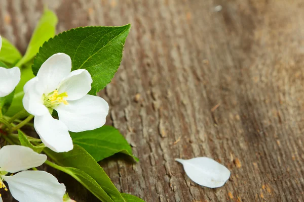 Apple blossom — Stockfoto