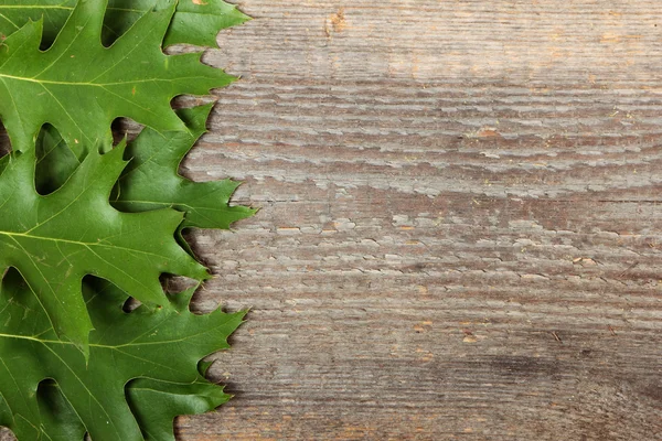 Oak leaves — Stock Photo, Image