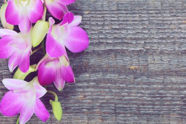 pembe orkide çiçekleri