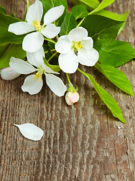 Apple blossom med blad — Stockfoto