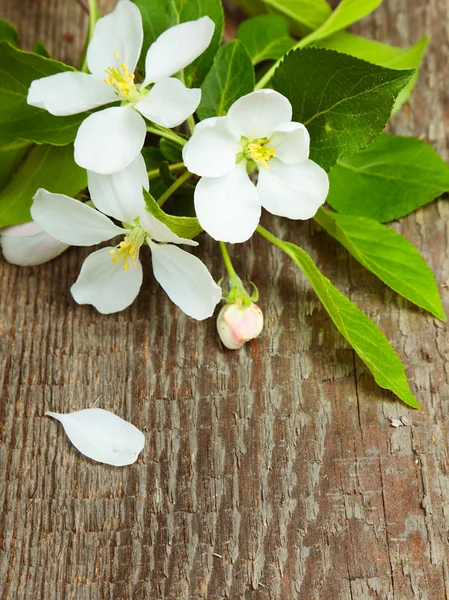 Fleur de pommier avec feuilles Image En Vente