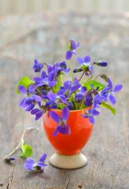 Menekşe çiçek (viola odorata) 