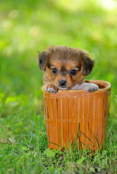 Pekín cachorro perro —  Fotos de Stock