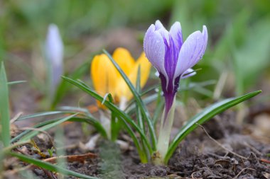 Vahşi çiğdemi (Crocus tommasinianus) çiçeklenme