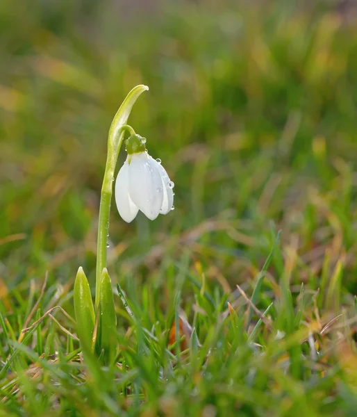 Snowdrop flowers on filed — Stock Photo, Image