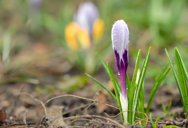 Crocus bir çayır üzerinde 