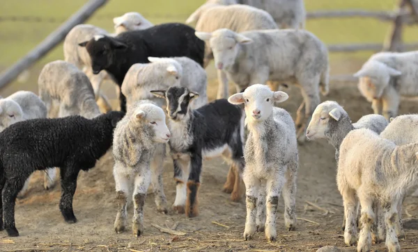 Un troupeau de jeunes moutons — Photo