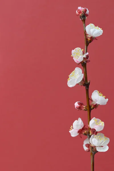 Brunch flores de cereja — Fotografia de Stock