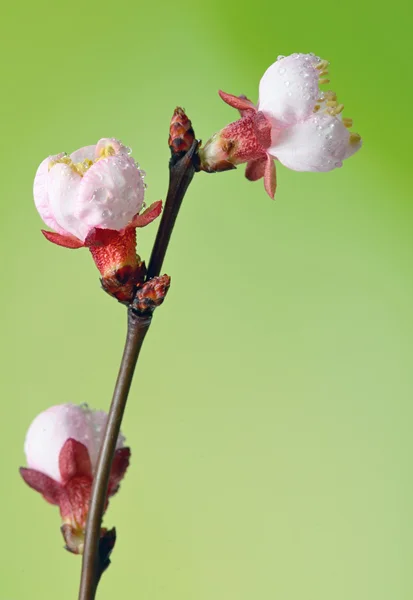 Brunch cherry blossoms — Stock Photo, Image