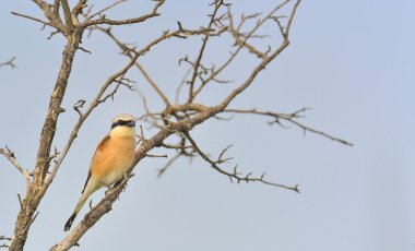Kızıl sırtlı örümcek kuşu (lanius collurio)