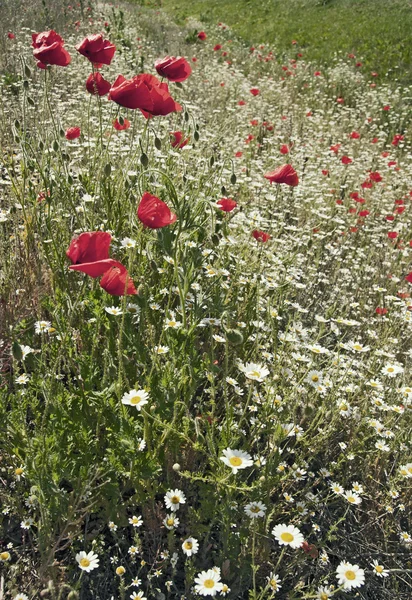 Field with red poppies — Stock Photo, Image