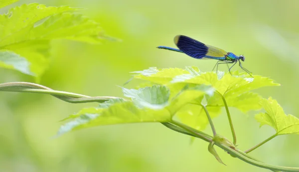 Libelle im Wald (coleopteres splendens)) — Stockfoto