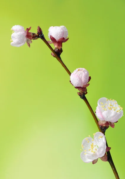 Macro of blooming fruit tree brunch — Stock Photo, Image