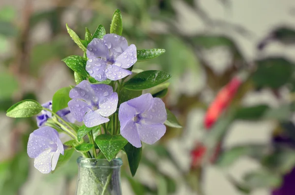 Flor de hortensia joven —  Fotos de Stock