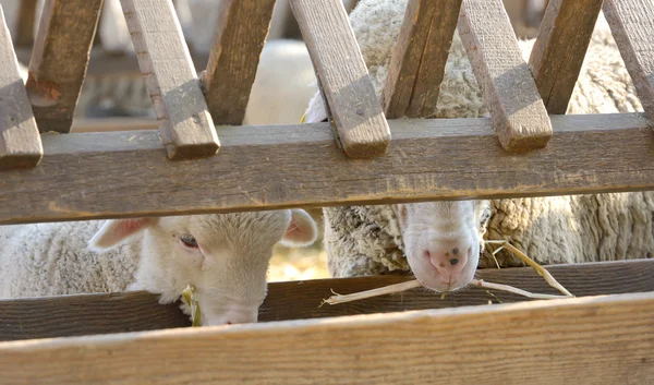 Agneaux à la ferme au printemps — Photo