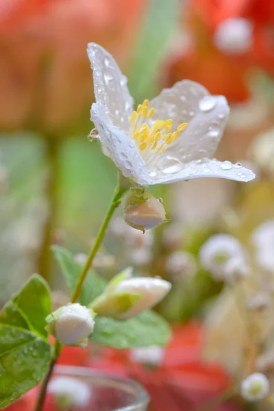 Beyaz Yasemin çiçeği — Stok fotoğraf