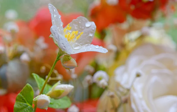 白いジャスミンの花 — ストック写真