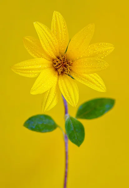 Flor amarilla aislada sobre fondo amarillo —  Fotos de Stock