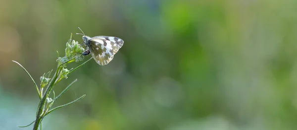 Close up of Common Pierrot — Stock Photo, Image