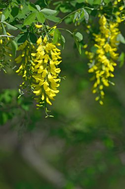 Laburnum anagyroides sarı çiçek 