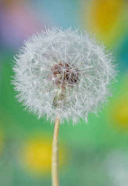 Diente de león de cerca aislado — Foto de Stock