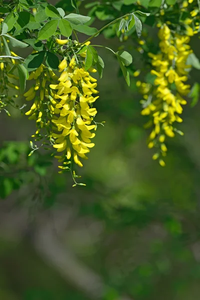 金链花 anagyroides 黄色花朵 — 图库照片