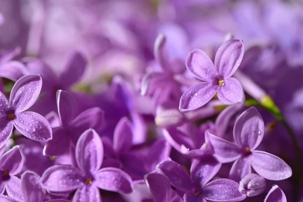 Lila lila vårblommor — Stockfoto