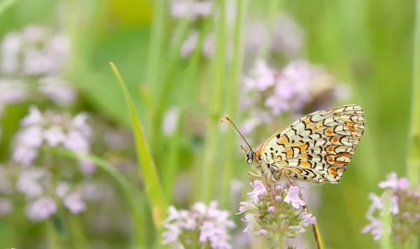 Monarch motýl odpočinku — Stock fotografie