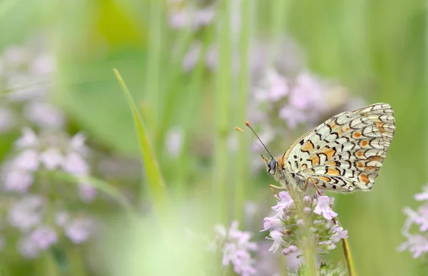 Monarcha motýl na květu — Stock fotografie