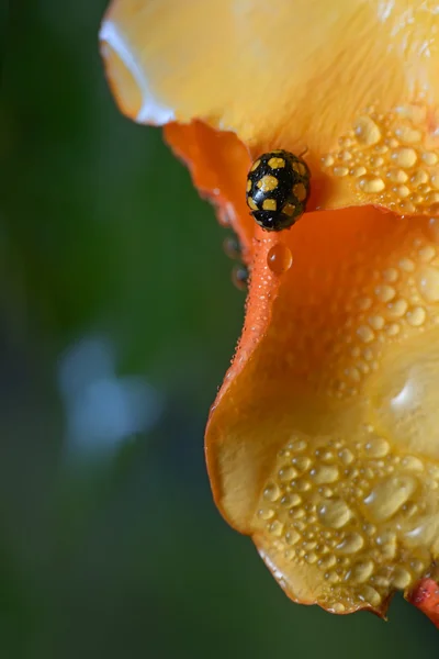 Gros plan d'une coccinelle jaune — Photo