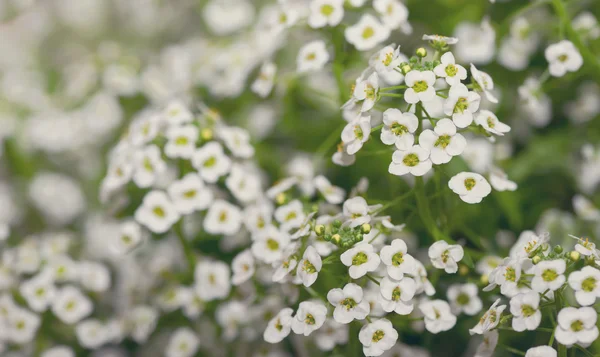 Маленькие белые цветы Lobularia Maritima — стоковое фото