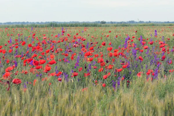 Flores de colores en el campo — Foto de Stock
