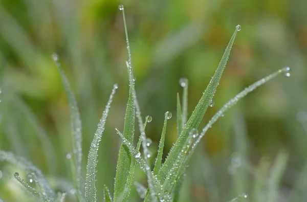 Gotas de rocío sobre hierba verde — Foto de Stock