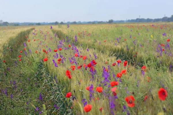 Flores de colores en el campo — Foto de Stock