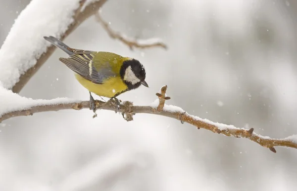 Great tit in winter time — Stock Photo, Image