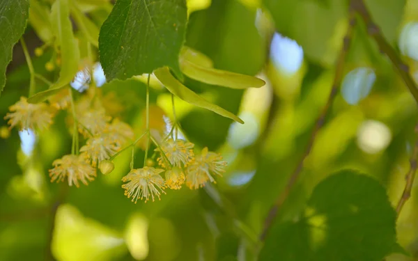 シナノキの花、リンデン ツリー — ストック写真